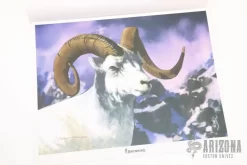 Browning Model 407 Full Curl Series - Dall Sheep -Knives at Knife Center 1676662154 8312